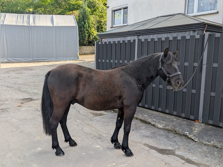 Huçul Hongre 5 Ans 143 cm Noir in Morsbach
