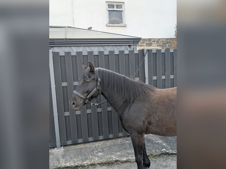 Huçul Hongre 5 Ans 143 cm Noir in Morsbach