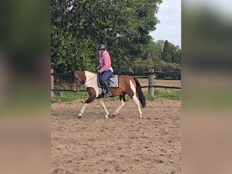 Huçul Hongre 5 Ans 143 cm Pinto in Mülheim an der Ruhr
