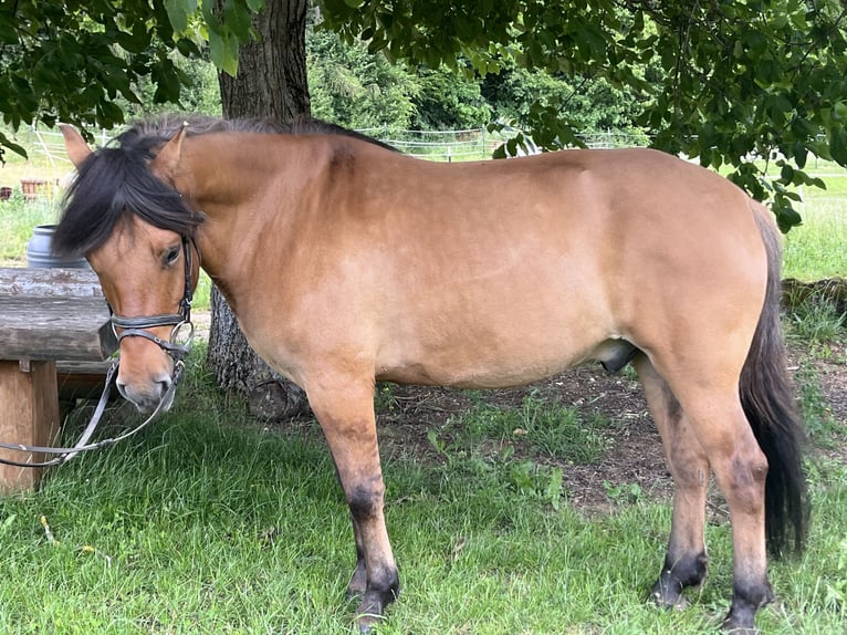 Huçul Hongre 5 Ans 145 cm Bai in Ursensollen