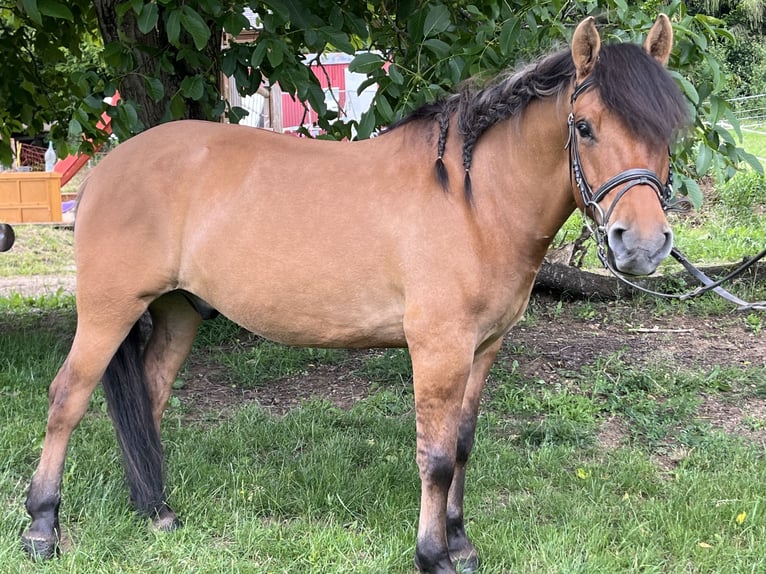 Huçul Hongre 5 Ans 145 cm Bai in Ursensollen