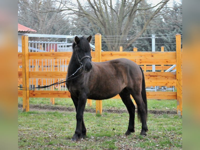 Huçul Hongre 5 Ans 145 cm Isabelle in Schattendorf