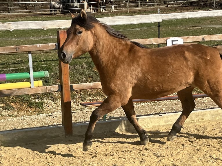 Huçul Hongre 5 Ans 146 cm Bai in Ursensollen