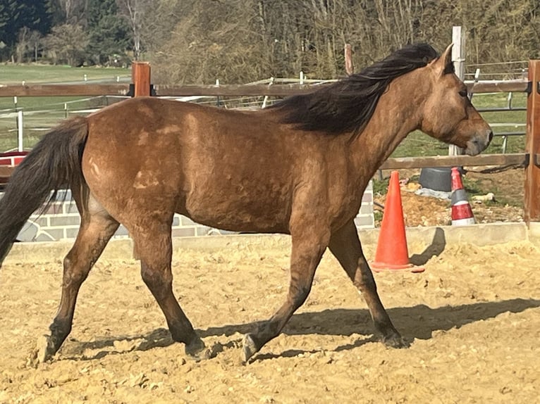 Huçul Hongre 5 Ans 146 cm Bai in Ursensollen