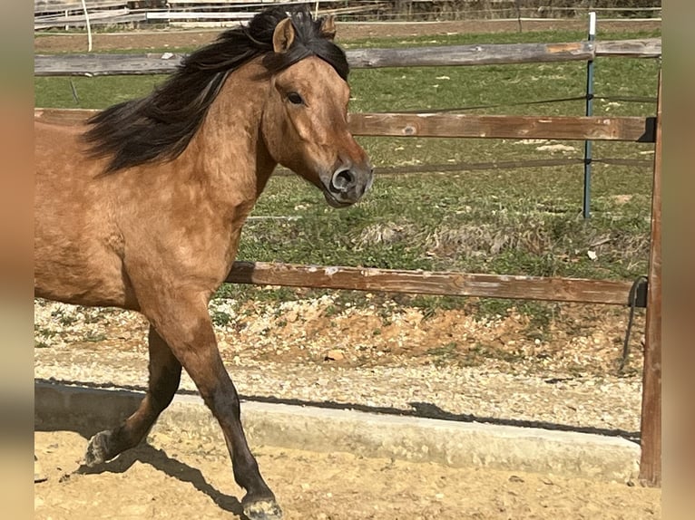 Huçul Hongre 5 Ans 146 cm Bai in Ursensollen
