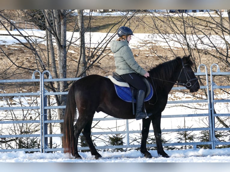 Huçul Hongre 5 Ans 146 cm Noir in Ramsau
