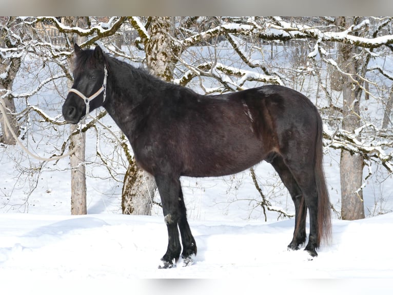 Huçul Hongre 5 Ans 146 cm Noir in Ramsau