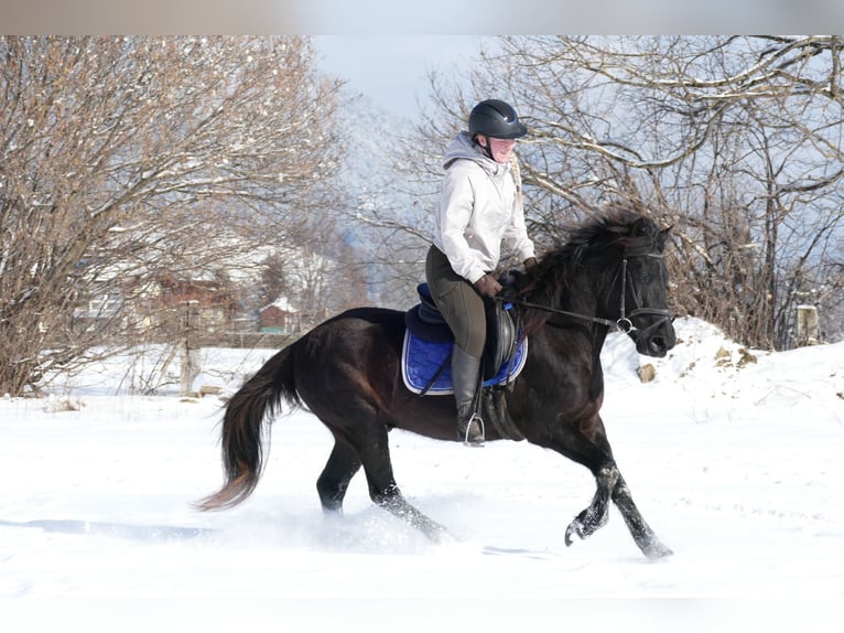 Huçul Hongre 5 Ans 146 cm Noir in Ramsau