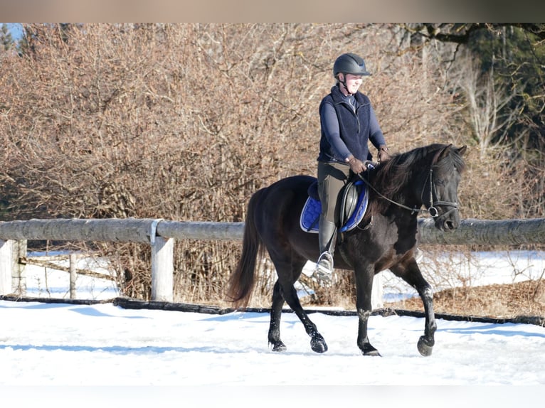 Huçul Hongre 5 Ans 146 cm Noir in Ramsau