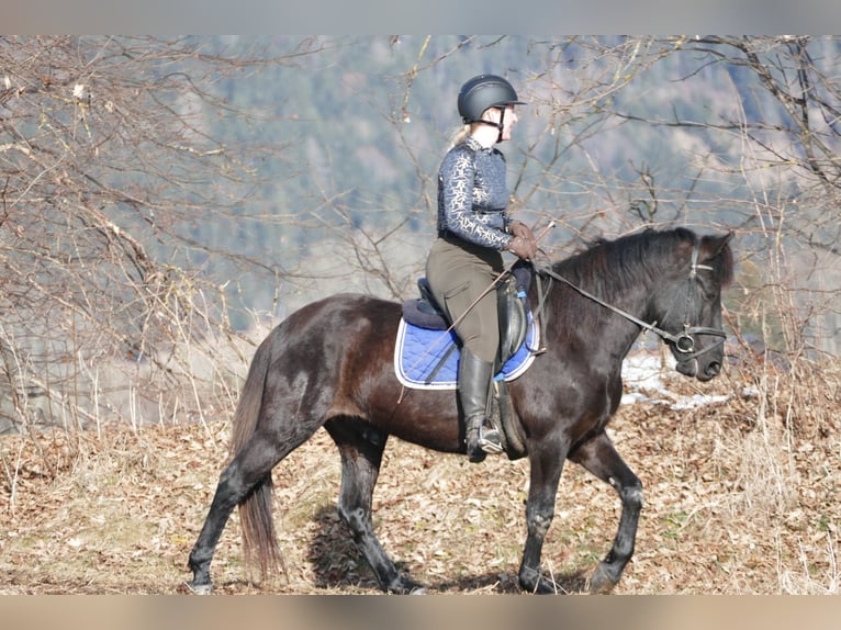 Huçul Hongre 5 Ans 146 cm Noir in Ramsau