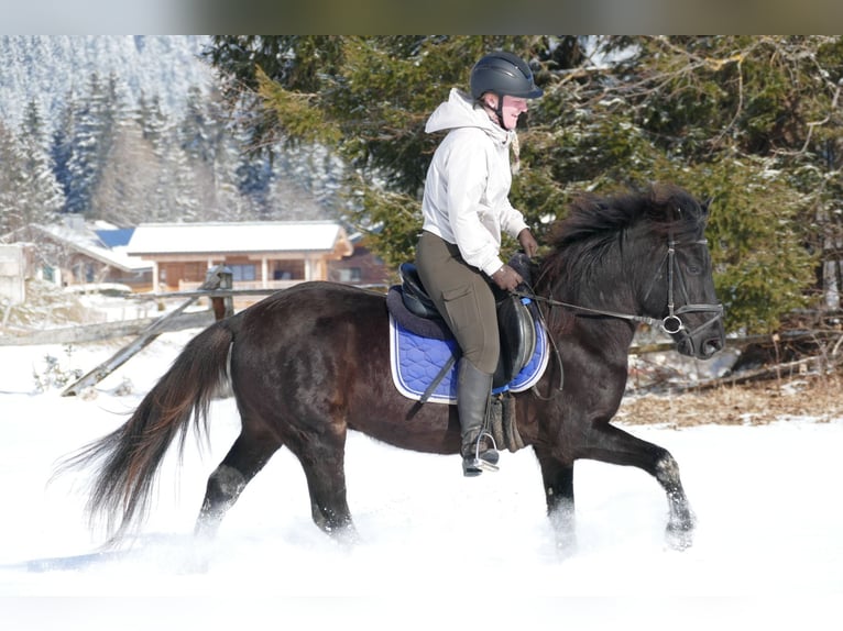 Huçul Hongre 5 Ans 146 cm Noir in Ramsau