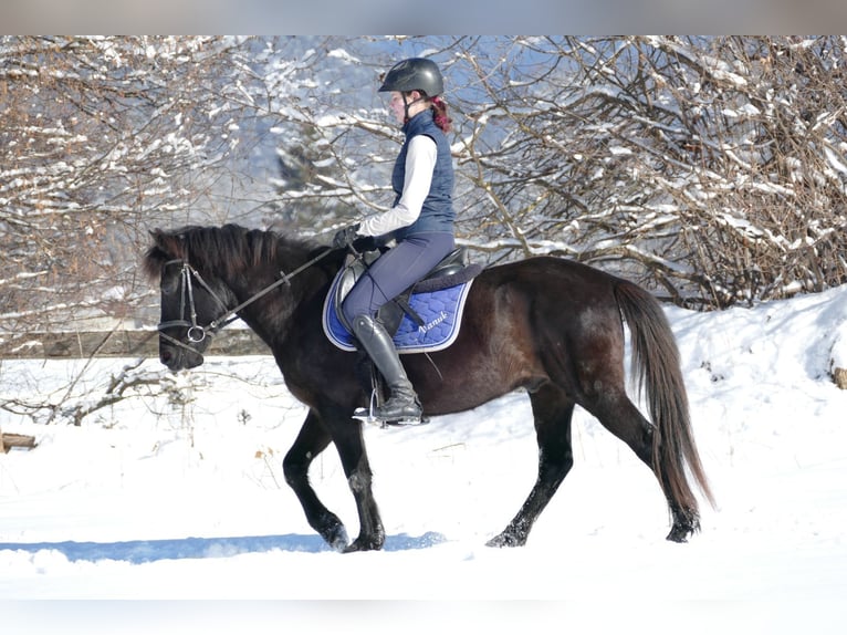 Huçul Hongre 5 Ans 146 cm Noir in Ramsau