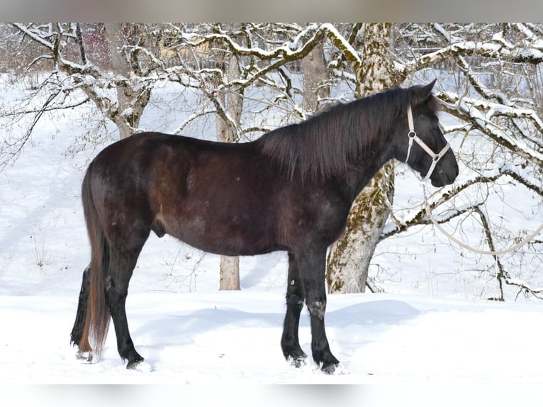 Huçul Hongre 5 Ans 146 cm Noir in Ramsau