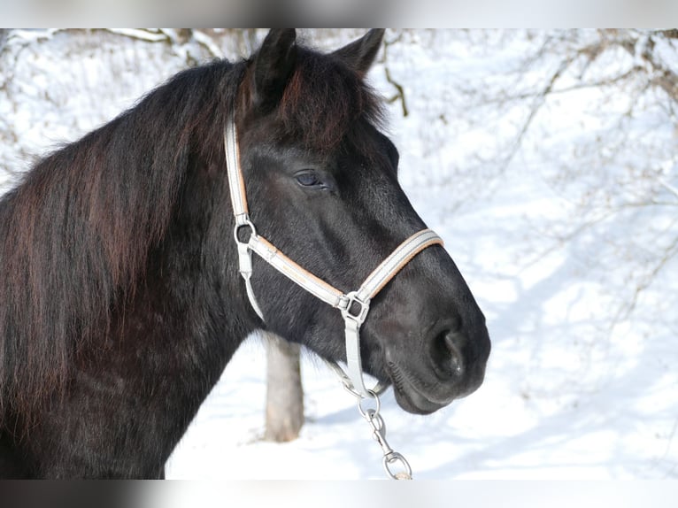 Huçul Hongre 5 Ans 146 cm Noir in Ramsau