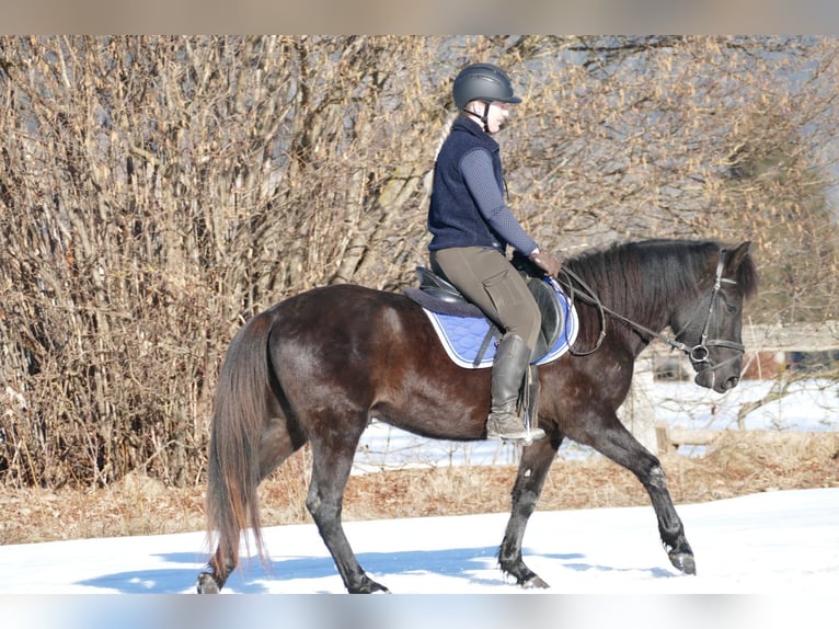Huçul Hongre 5 Ans 146 cm Noir in Ramsau