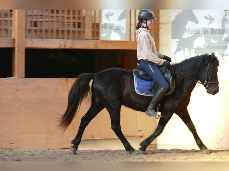Huçul Hongre 5 Ans 146 cm Noir in Ramsau