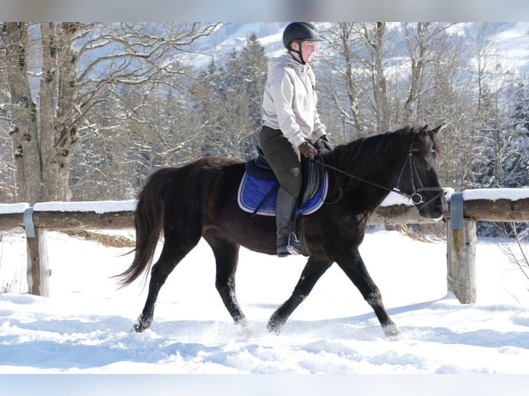 Huçul Hongre 5 Ans 146 cm Noir in Ramsau