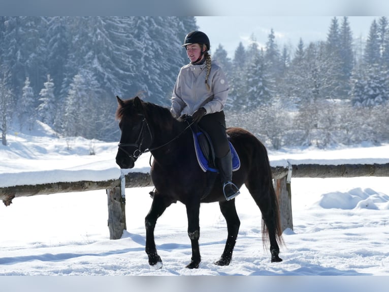 Huçul Hongre 5 Ans 146 cm Noir in Ramsau