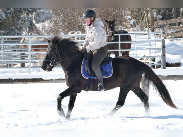 Huçul Hongre 5 Ans 146 cm Noir in Ramsau