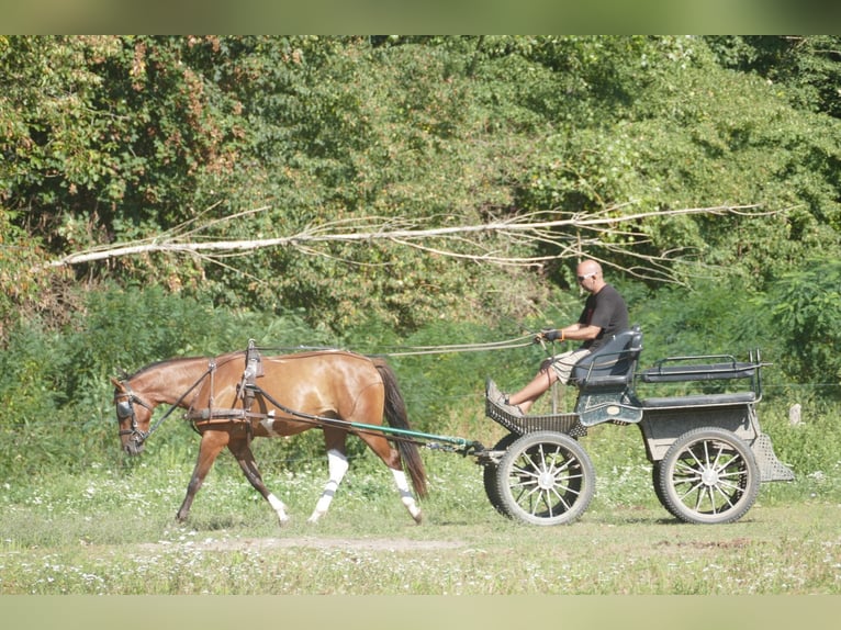 Huçul Croisé Hongre 5 Ans 150 cm Pinto in Ramsau