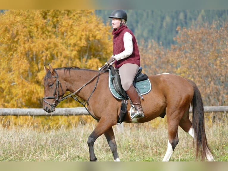 Huçul Croisé Hongre 5 Ans 150 cm Pinto in Ramsau