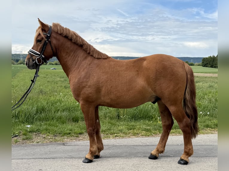 Huçul Hongre 6 Ans 140 cm Alezan in Riedlingen