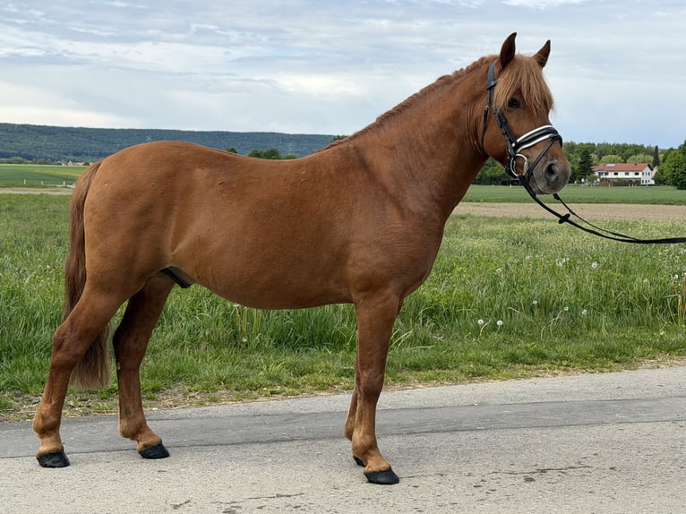 Huçul Hongre 6 Ans 140 cm Alezan in Riedlingen