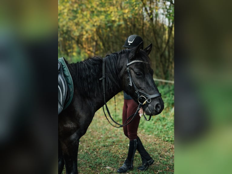 Huçul Hongre 6 Ans 140 cm Noir in Jawornik