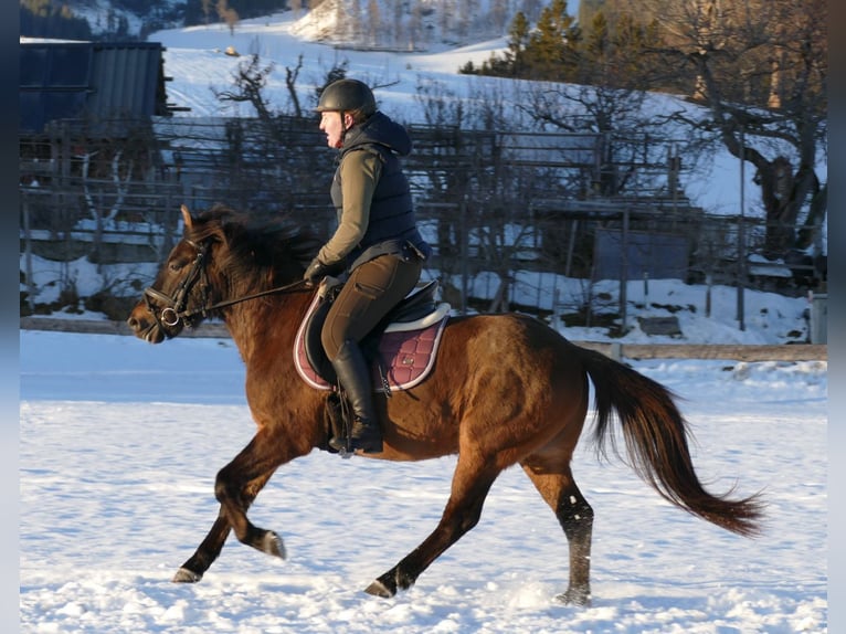 Huçul Hongre 6 Ans 143 cm Isabelle in Ramsau/D.