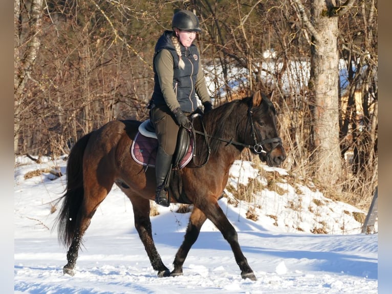 Huçul Hongre 6 Ans 143 cm Isabelle in Ramsau/D.