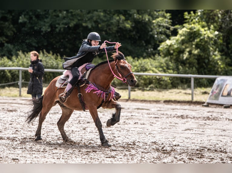 Huçul Croisé Hongre 6 Ans 144 cm Bai in Münster