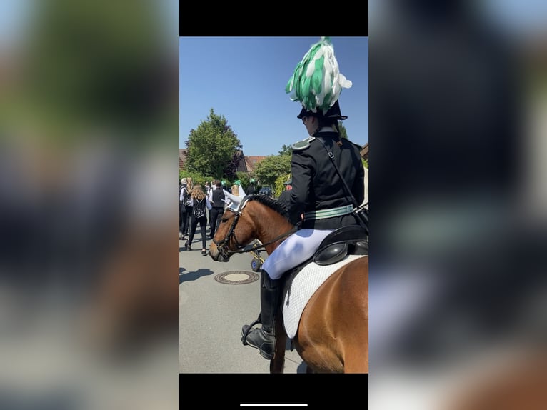 Huçul Croisé Hongre 6 Ans 144 cm Bai in Münster