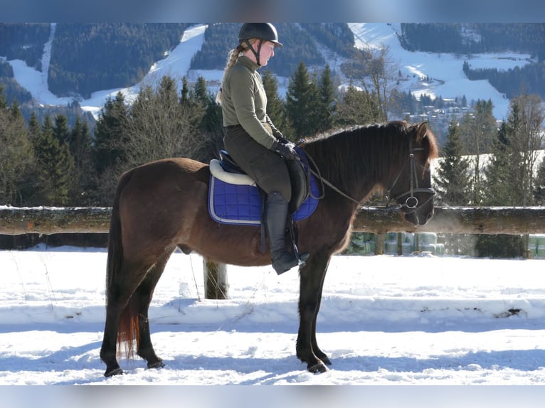 Huçul Hongre 6 Ans 145 cm Isabelle in Ramsau