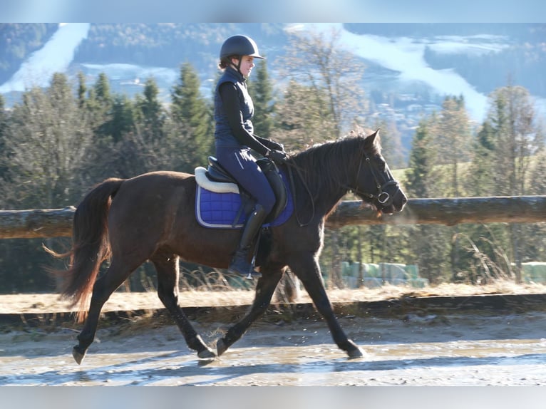 Huçul Hongre 6 Ans 145 cm Isabelle in Ramsau