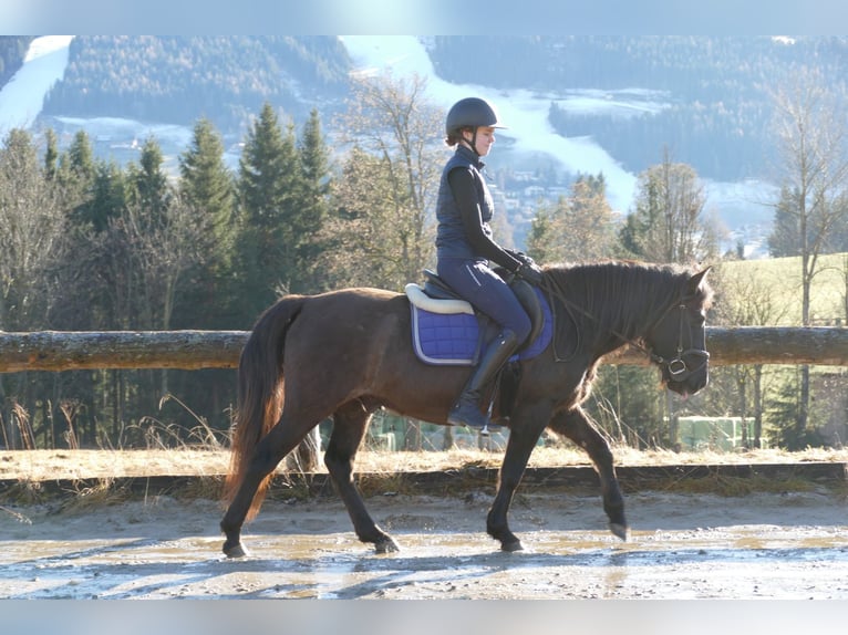 Huçul Hongre 6 Ans 145 cm Isabelle in Ramsau