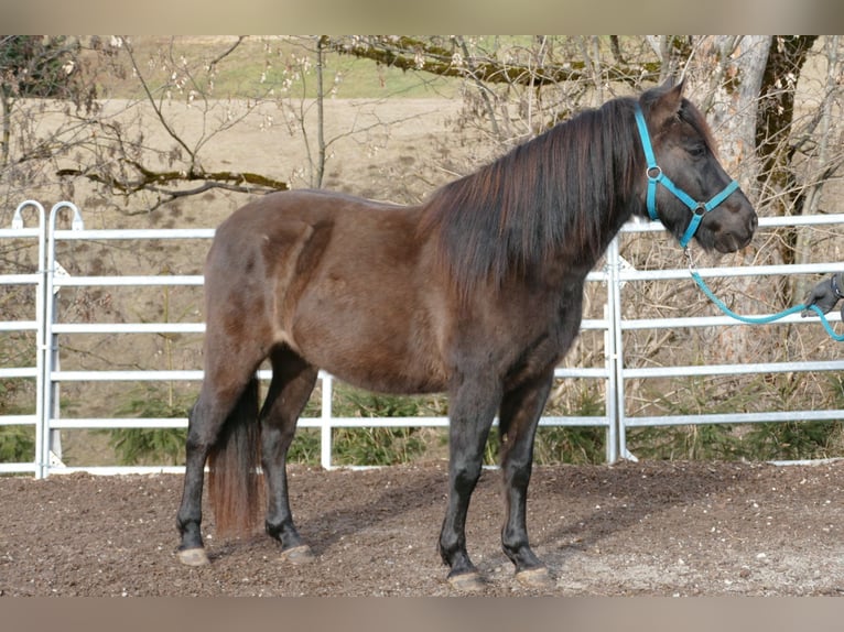 Huçul Hongre 6 Ans 145 cm Isabelle in Ramsau