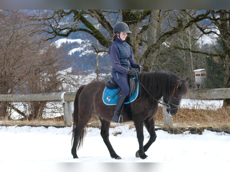 Huçul Hongre 6 Ans 145 cm Isabelle in Ramsau