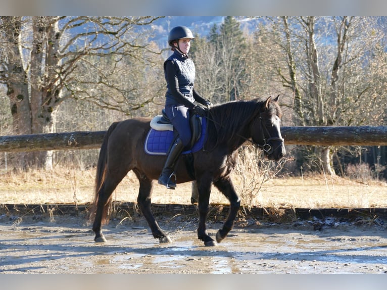 Huçul Hongre 6 Ans 145 cm Isabelle in Ramsau