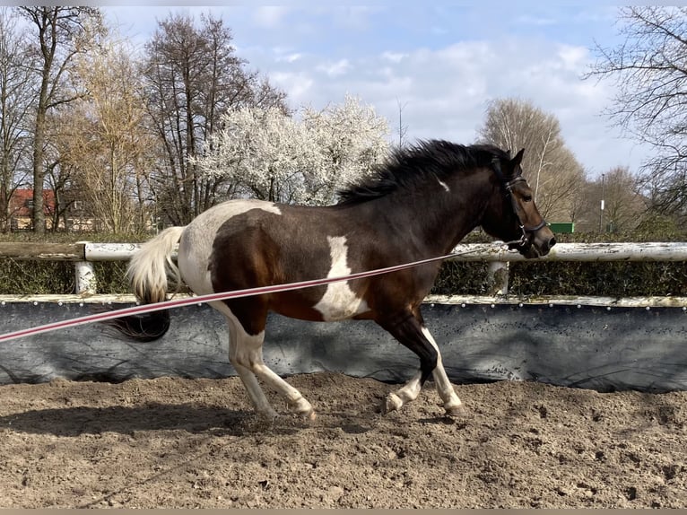 Huçul Hongre 6 Ans 145 cm Pinto in Muldestausee