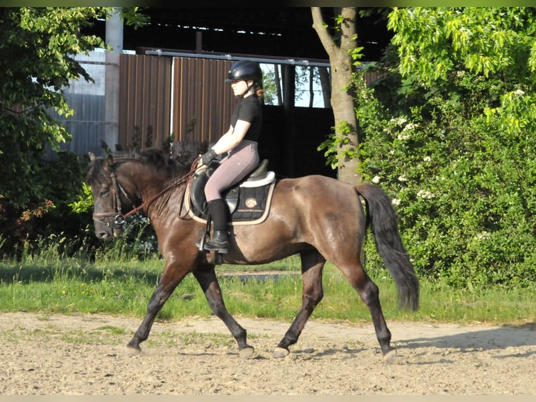 Huçul Hongre 6 Ans 147 cm Isabelle in Schattendorf