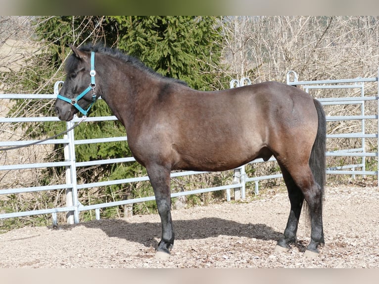 Huçul Hongre 6 Ans 148 cm Noir in Tillmitsch