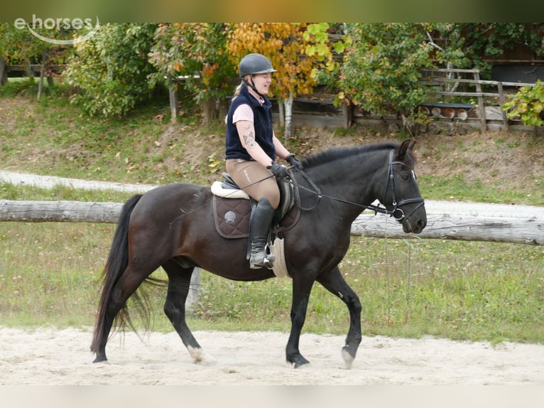 Huçul Hongre 6 Ans 149 cm Noir in Ramsau am Dachstein