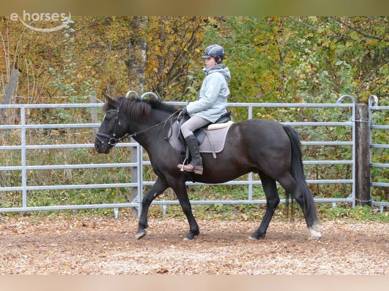 Huçul Hongre 6 Ans 149 cm Noir in Ramsau am Dachstein
