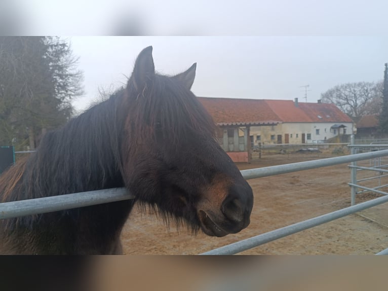 Huçul Hongre 7 Ans 145 cm Bai brun in Mertingen