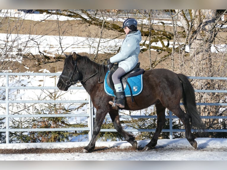 Huçul Hongre 8 Ans 143 cm Isabelle in Ramsau