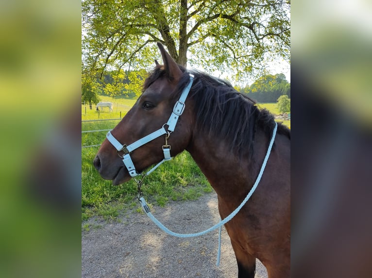 Huçul Hongre 8 Ans 145 cm Bai in Sipbachzell