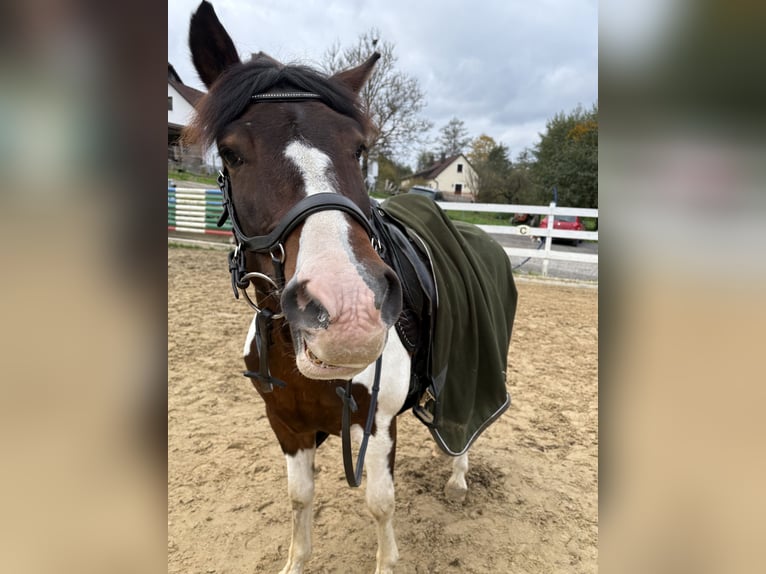 Huçul Hongre 9 Ans 140 cm Pinto in Yspertal