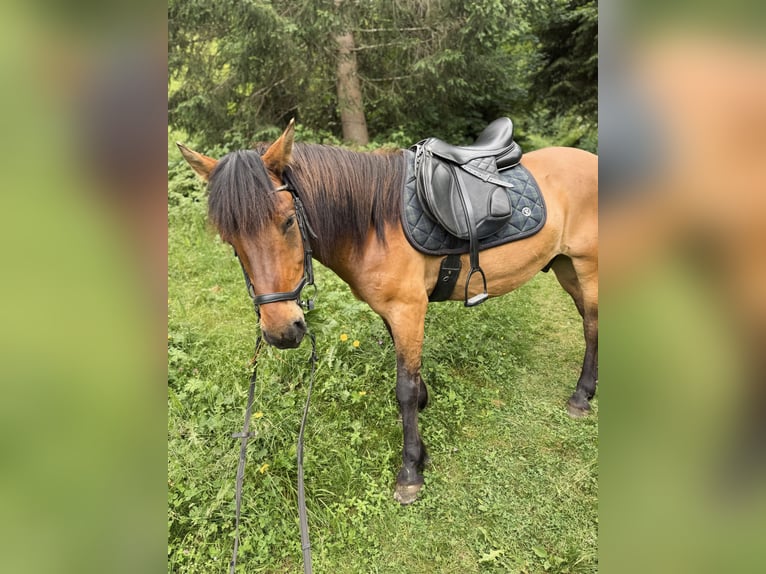 Huçul Hongre 9 Ans 143 cm Isabelle in Sankt Margarethen im Lungau