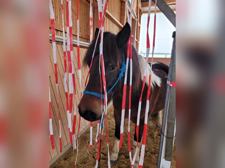 Huçul Hongre 9 Ans 144 cm Pinto in Ranstadt