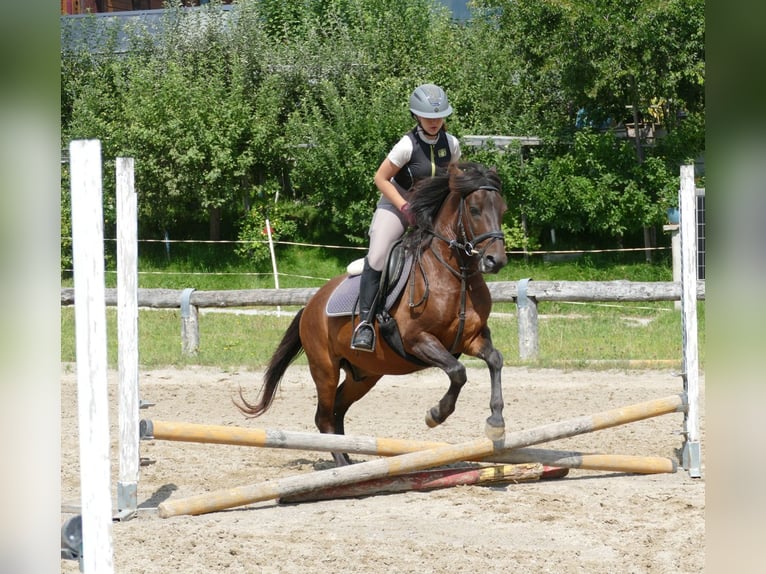 Huçul Hongre 9 Ans 145 cm Isabelle in Ramsau
